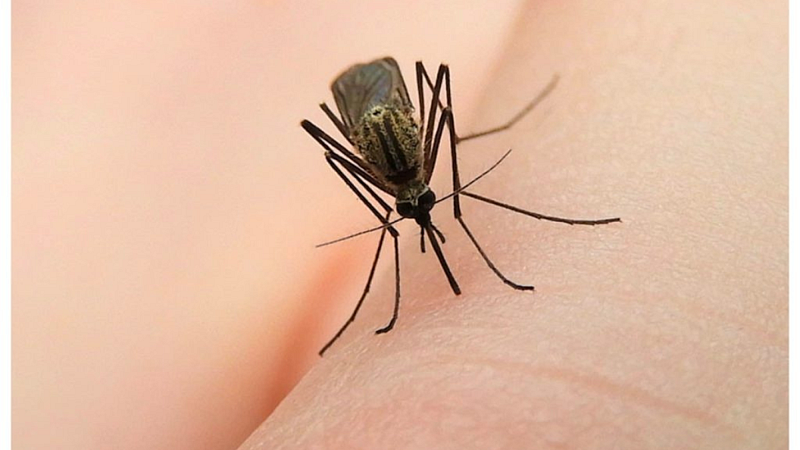 Mosquito Killer