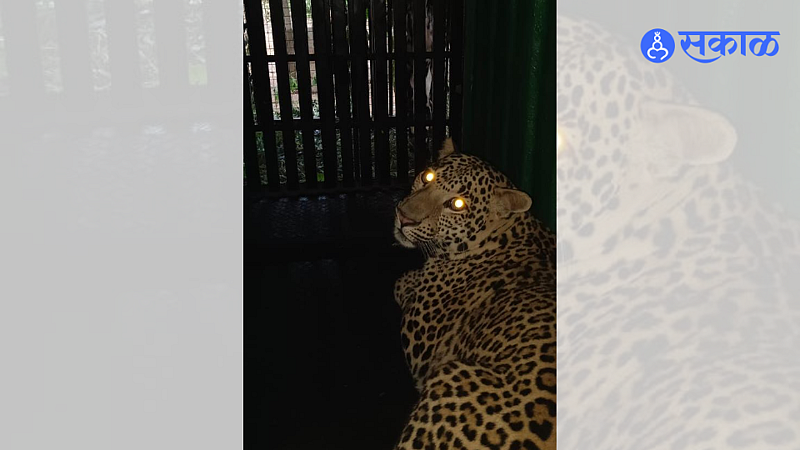 Leopard Latest marathi news