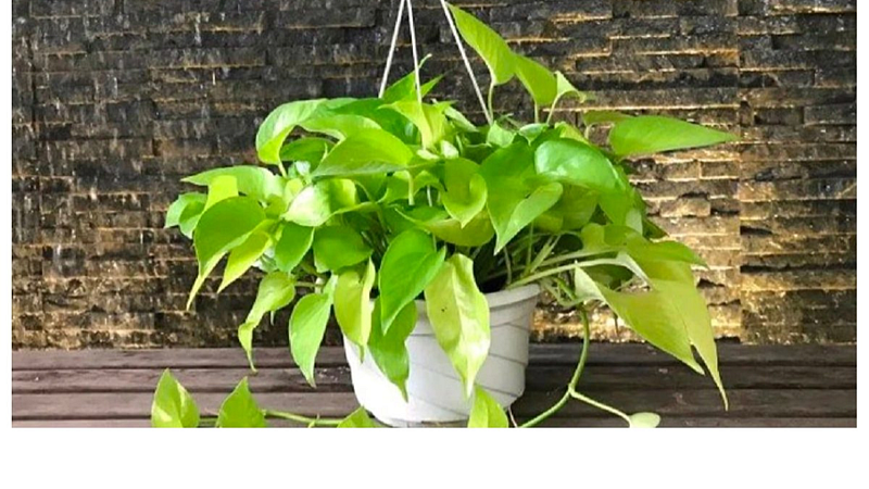 Money Plant