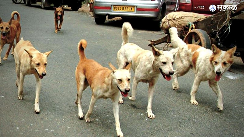 Nagpur stray dogs