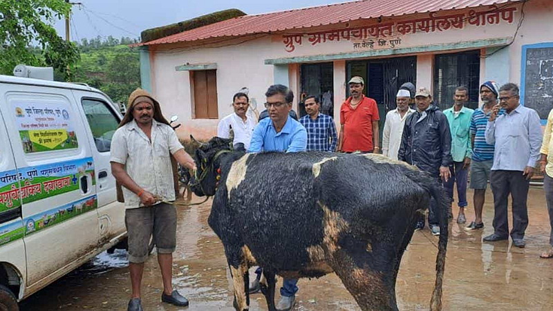 Lumpy Skin Cattle