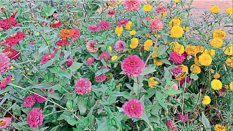 Flower Garden