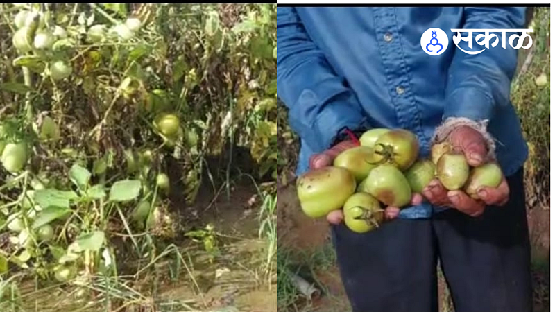 Damaged tomato crop in the field of farmer Shravan Sangle in manmad