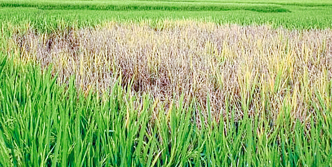 फोटो ओळ..भात पीकांवरील तुडतुडे किडीचा परिनाम (संग्रहित छायाचित्र)