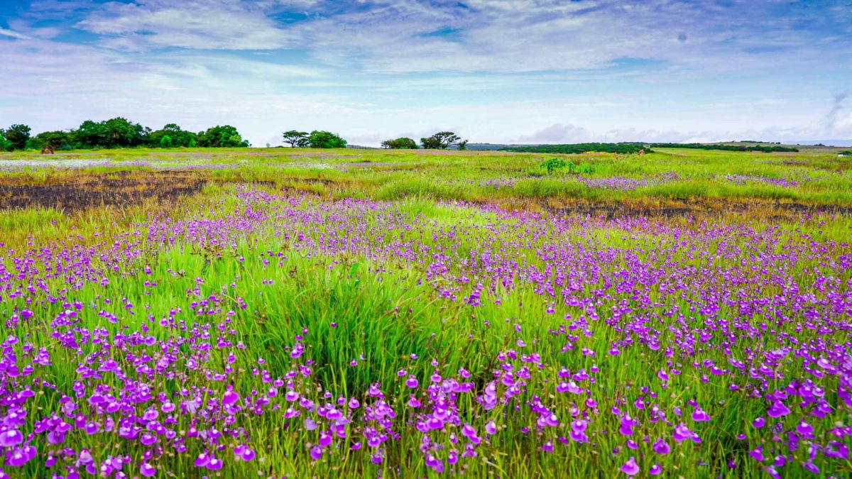 Kaas Plateau Flowering Season