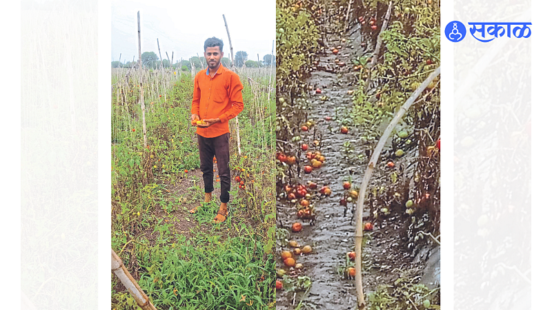 A young farmer showing damaged tomatoes in Keda Vaman Pawar's farm