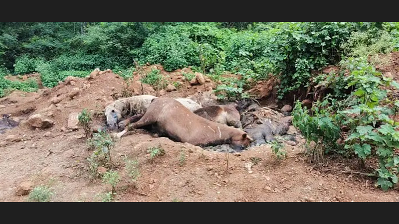Death Animal