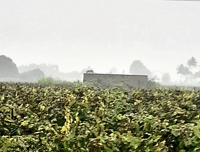 A leopard standing on the roof of a bungalow in Ujani Shivara.