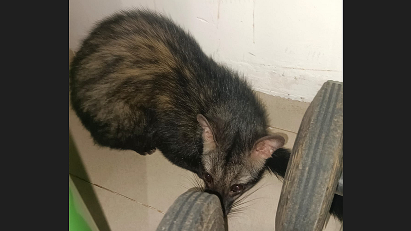 Civet Cat