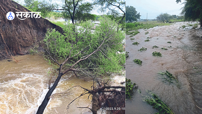 Cotton field inundated by the bursting of the seepage lake.