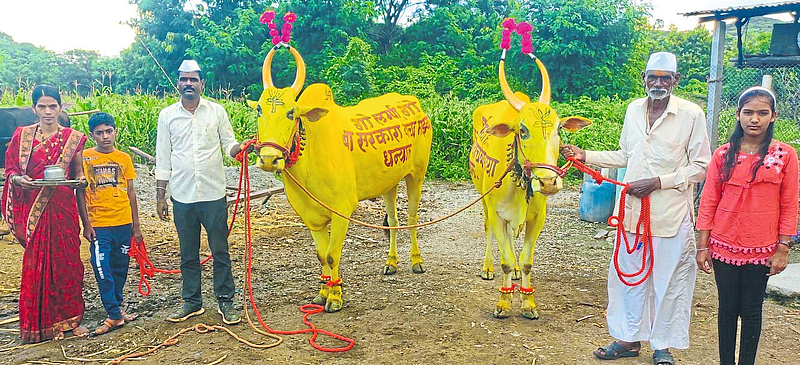 वाल्ह्यात बैलांच्या पाठीवर संदेश
