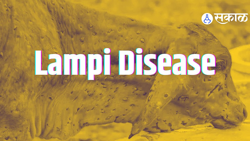 Lampi Disease