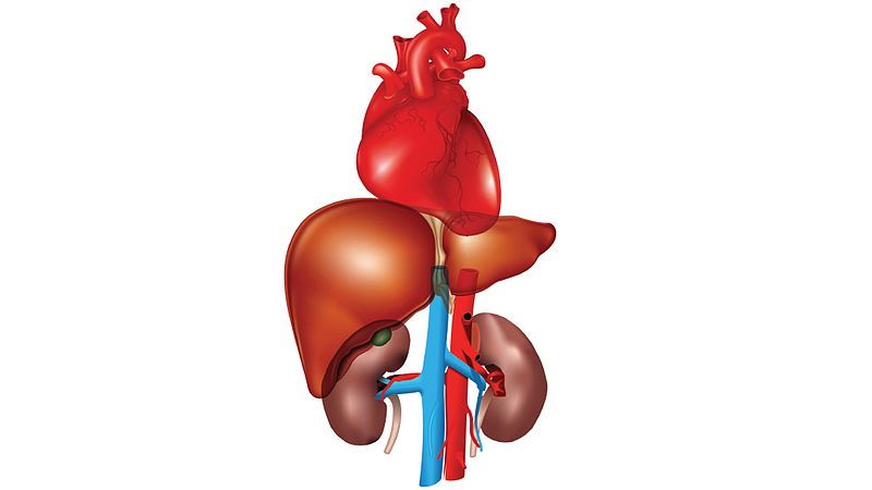 Heart