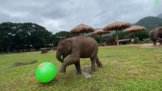 Viral elephant