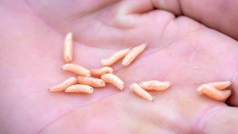 maggots