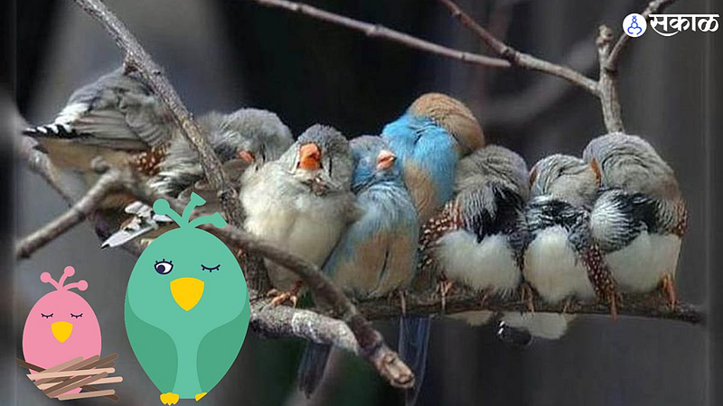 Birds
