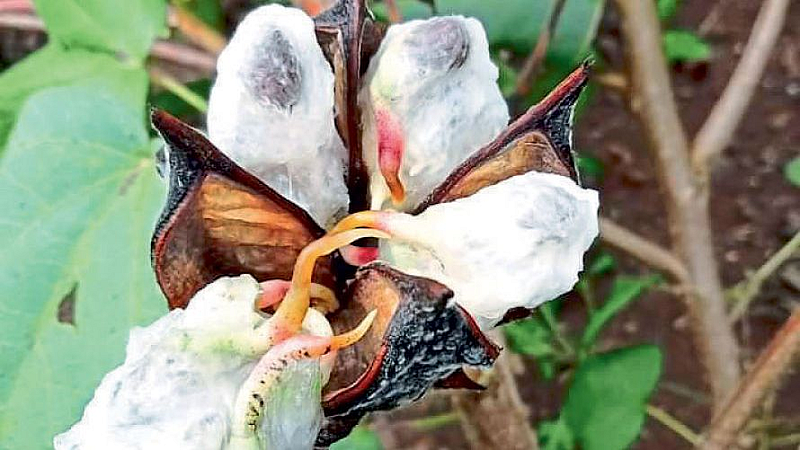 Akola heavy rains cotton crop damage