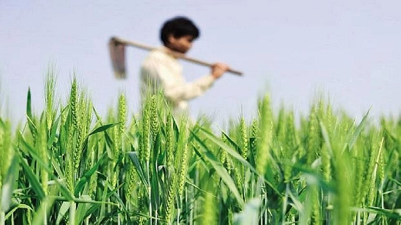 Heavy rains farmer crops loss Food grains