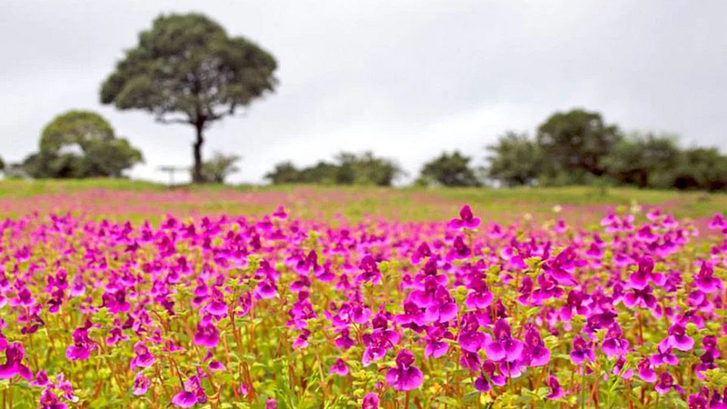 Kaas Plateau Flowering Season