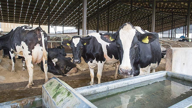 cows