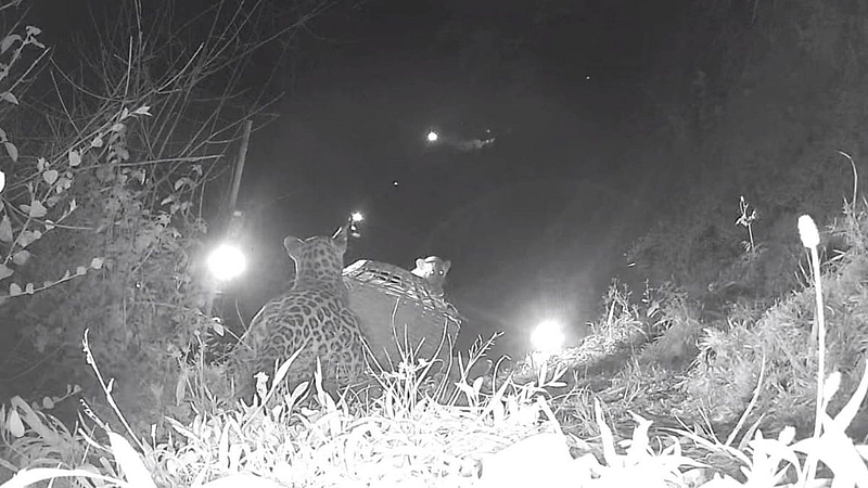 Leopard in Satara