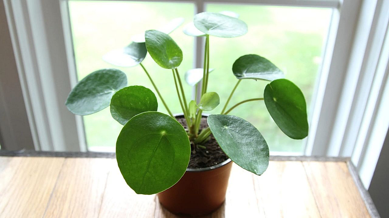 Vastu Tips : तुम्हीही आर्थिक संकटाचा सामना करत आहात का? आजच करा 'हे' वास्तु उपाय