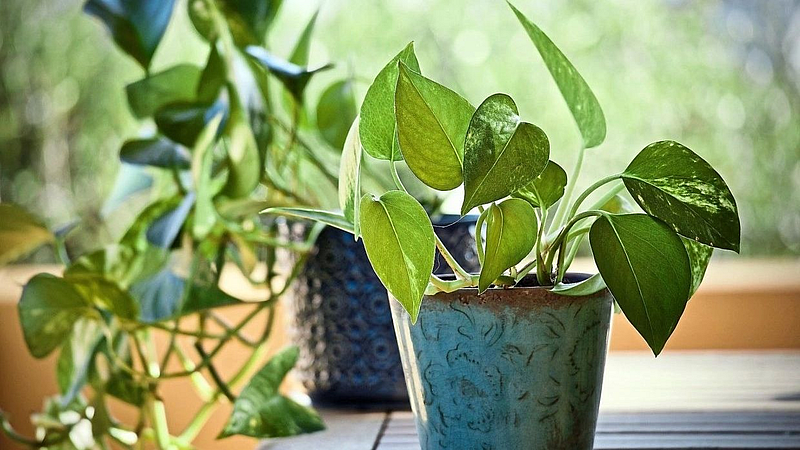 money planting plant