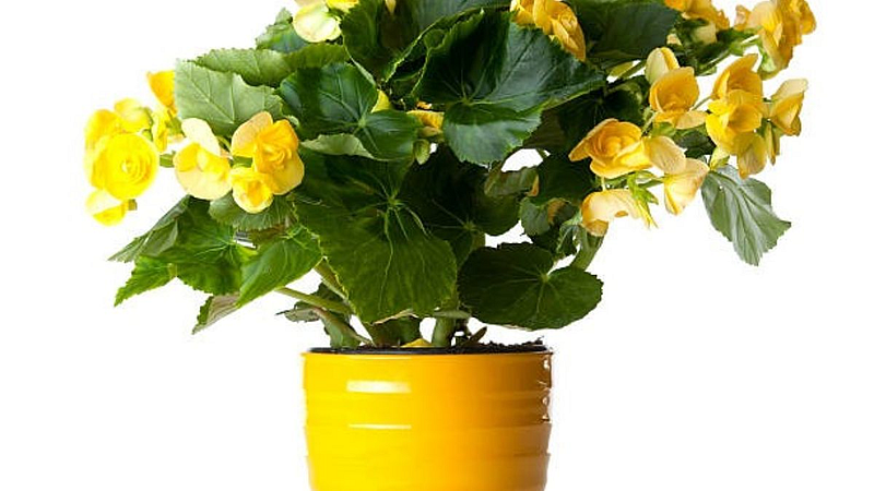 Vastu tips