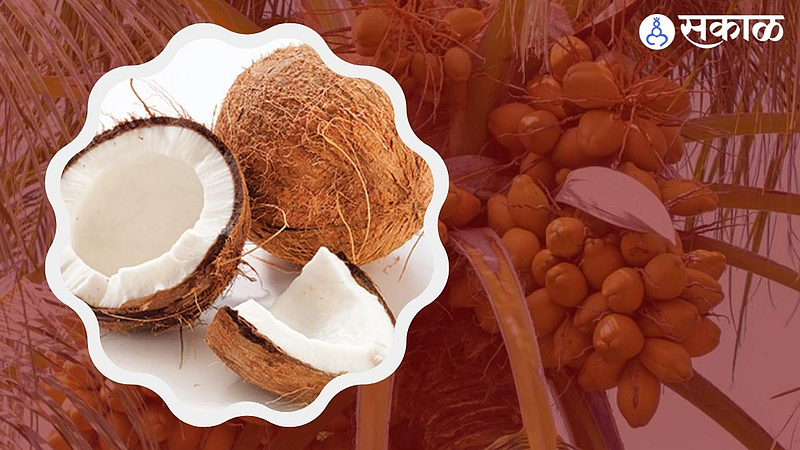 Coconut Advantages & Disadvantages