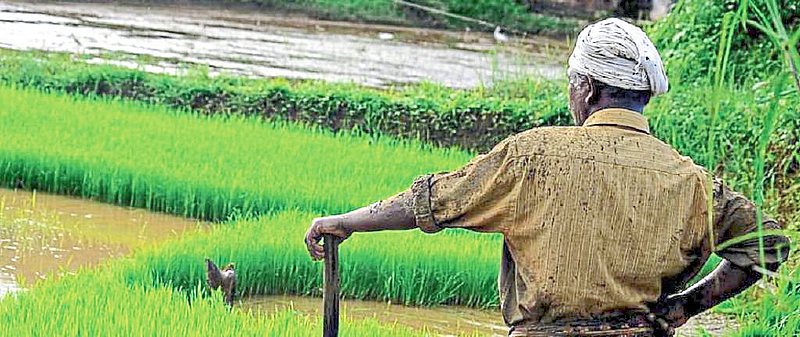 crops after harvest
Report the damage within 72 hours