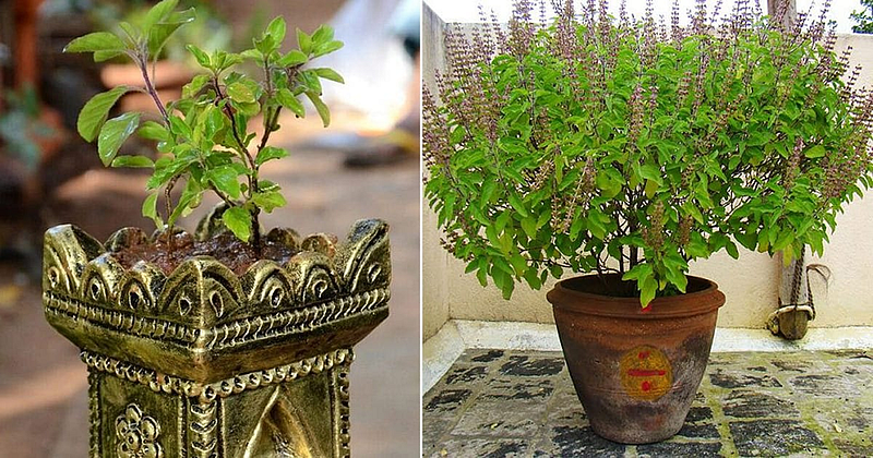 Astro Tips : घरामध्ये तुळस का असावी? या दिशेला ठेवा तुळस, नेहमी फायदा होईल