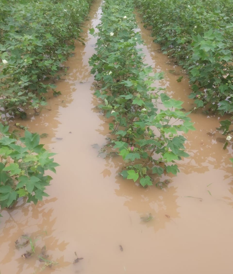 Cotton Crop Damage