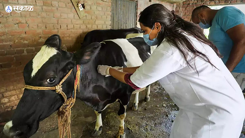 Lumpy skin disease Death of 7 thousand cattle