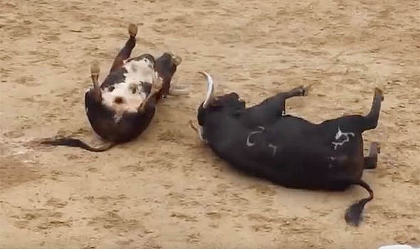 bulls death