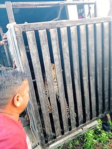 आणखी एक संशयित बिबट्या जेरबंद