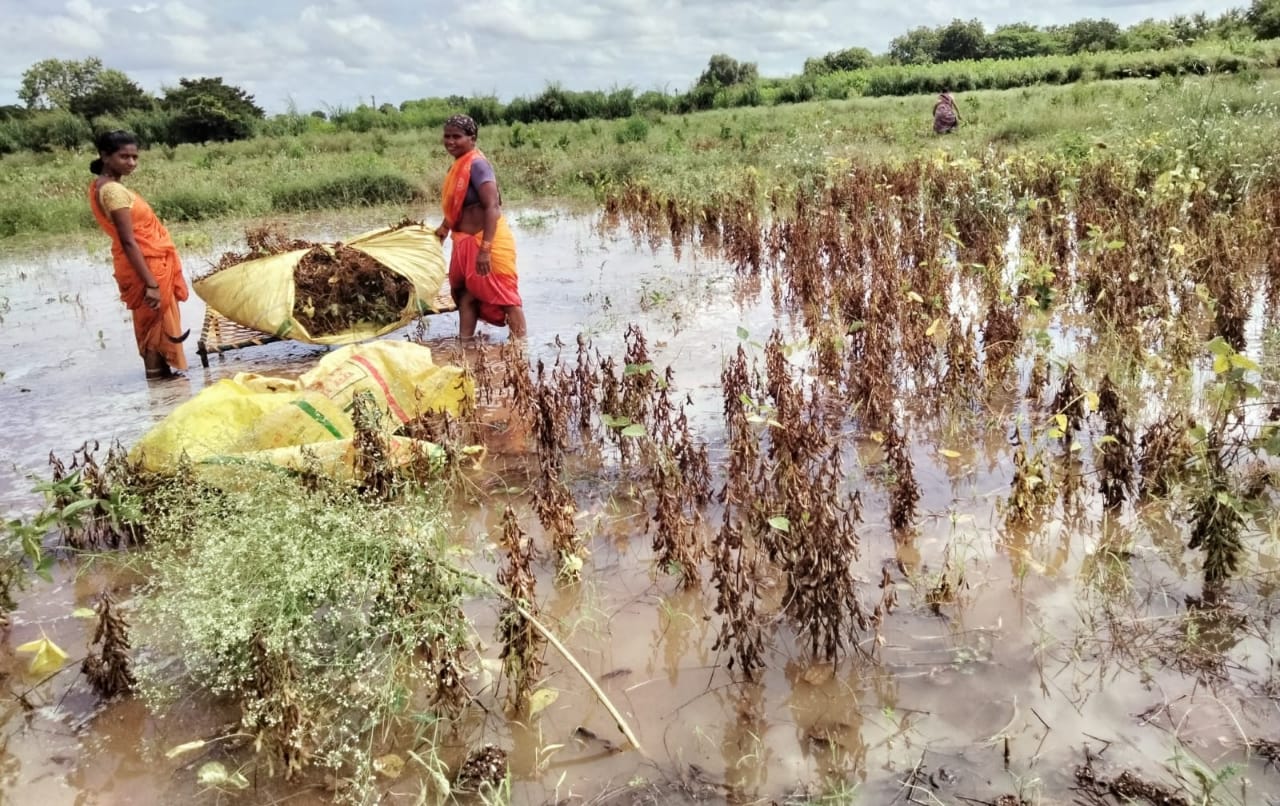 Crop Damage