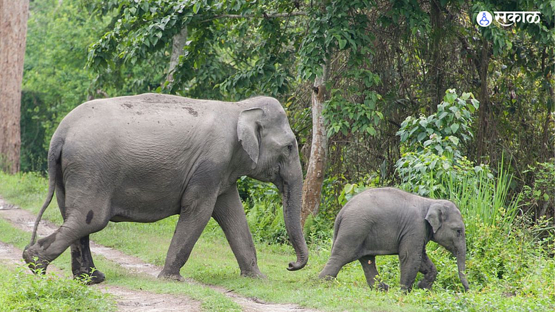 Madhya Pradesh elephants