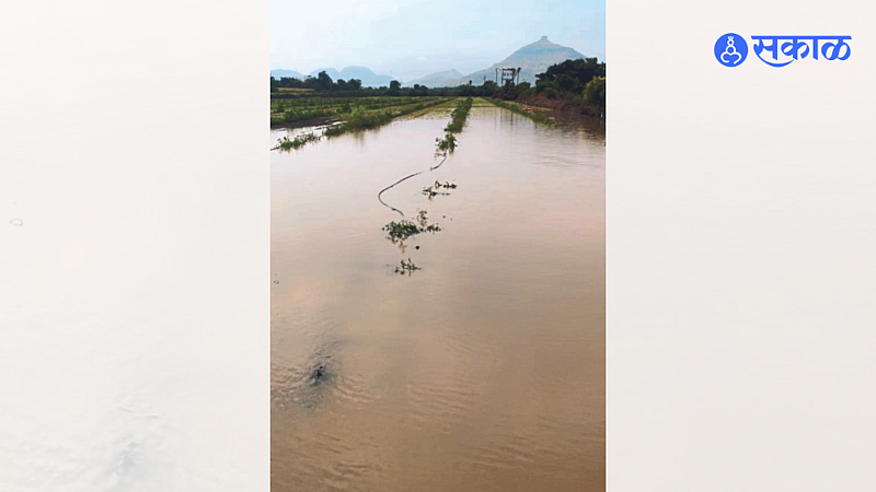 Sudeep Pawar, a progressive farmer, has accumulated water in his onion field due to rain on Wednesday at Nalkas