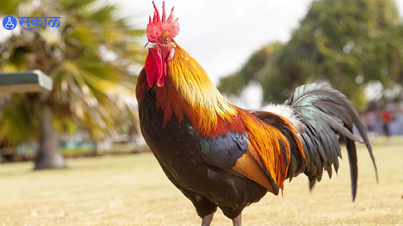 Cock