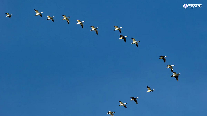 Bird migration