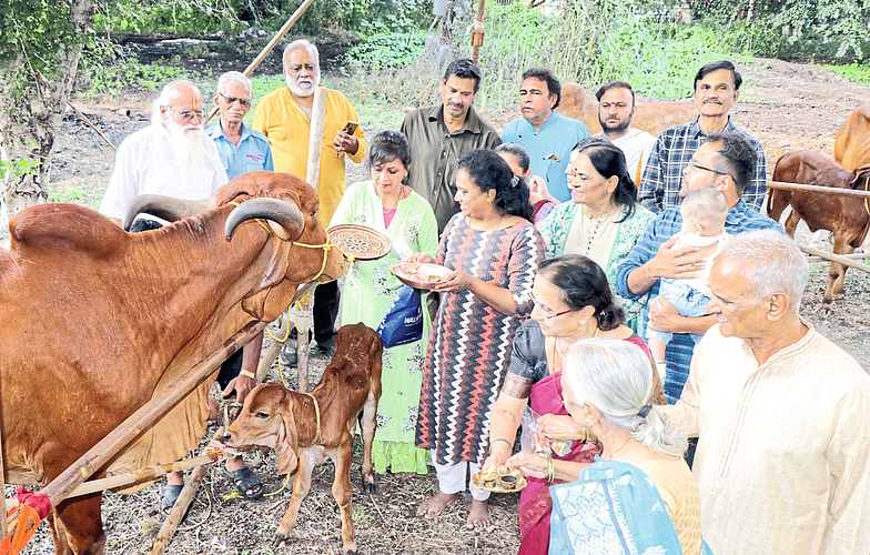 vasubaras Cattle Puja