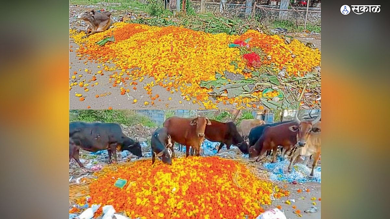Diwali Festival Farmers Flowers Damage