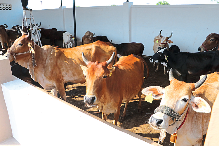 Cowshelter