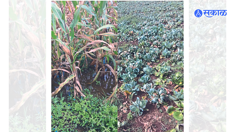 Water accumulated in maize fields due to unseasonal rains. The damaged cabbage in the second photo.