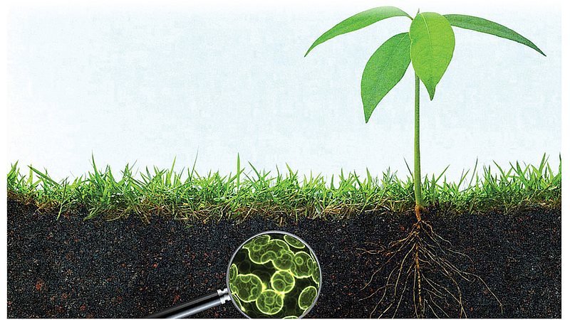 Agriculture microorganisms