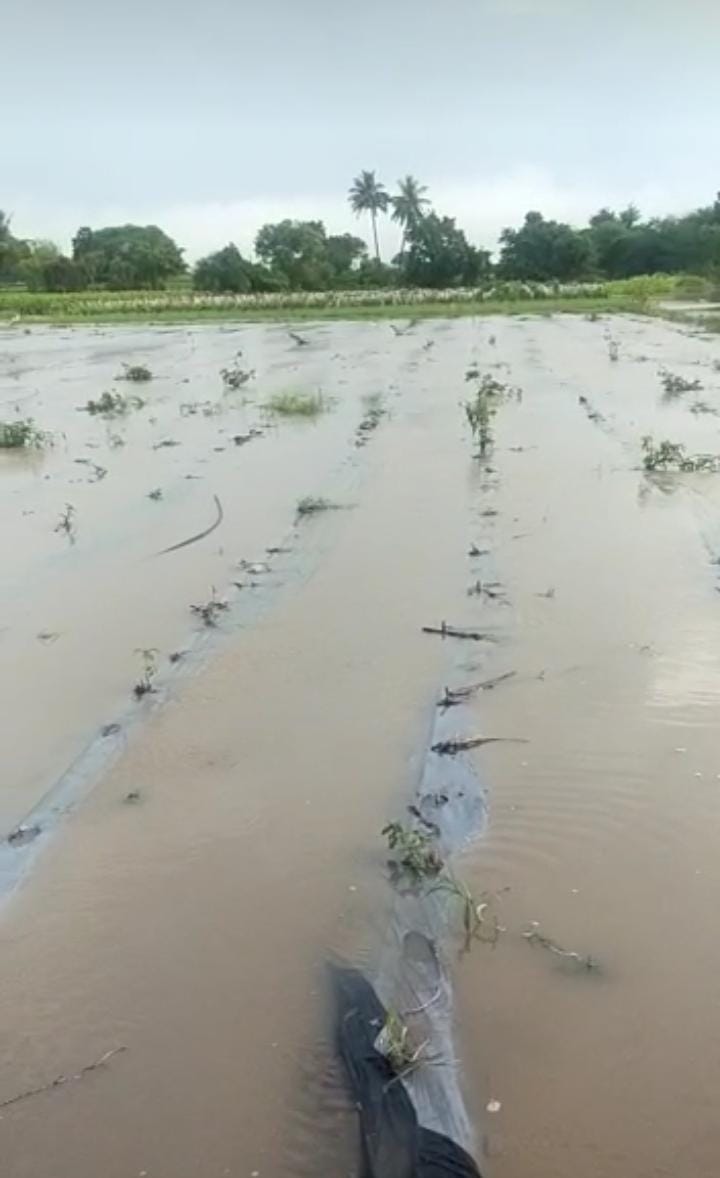 शेतामध्ये साचलेले पाणी