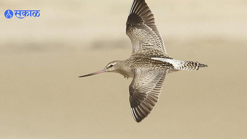 Bar-tailed Godwit Bird