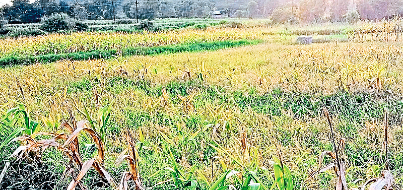 Damage to the maize crop in the Phad Horticulture area here.
