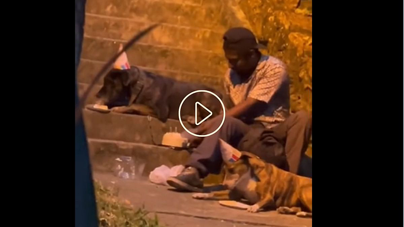 Viral Video_Dogs Birthday