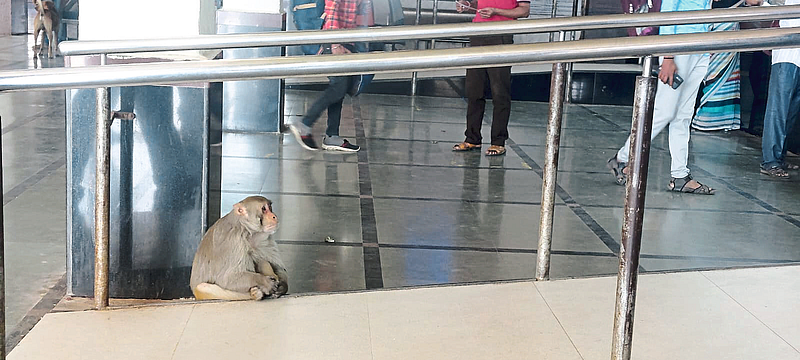 A monkey sitting at a railway station.